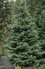 Blue Spruce, Colorado Blue Spruce