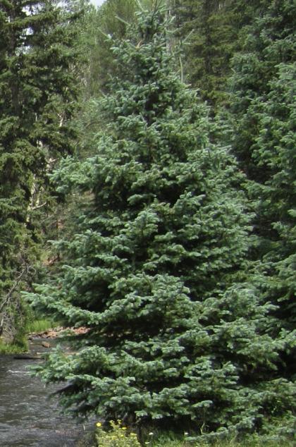  (Blue Spruce, Colorado Blue Spruce)