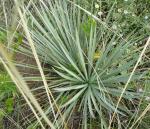 Yucca, Narrow leaved Yucca