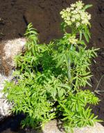 Water Hemlock