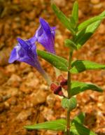 Marsh skullcap, skullcap