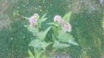 Showy Milkweed