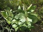 Showy Milkweed