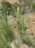 Yellow Salsify, Goat's Beard