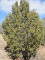 One-Seed Juniper