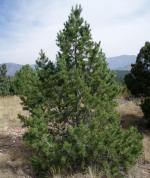 Pinyon Pine