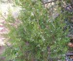 One-Seed Juniper