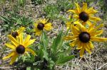 Black-eyed Susan