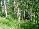 Quaking Aspen