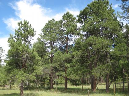  (Ponderosa Pine)