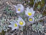 Pasque Flower, Pasqueflower