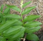 False Solomon's Seal