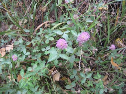  (Red Clover)