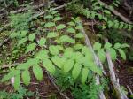 Clasping Leaved Twisted Stalk