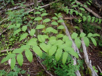  (Clasping Leaved Twisted Stalk)