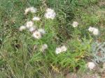 Thistle, Creeping thistle, Canada thistle