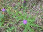 Thistle, Creeping thistle, Canada thistle