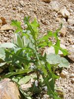 Wild Lettuce, Prickly Lettuce