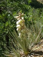 Yucca, Narrow leaved Yucca