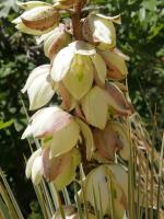 Yucca, Narrow leaved Yucca