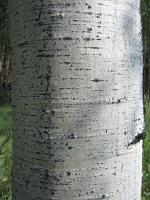 Quaking Aspen