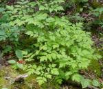 Red Baneberry