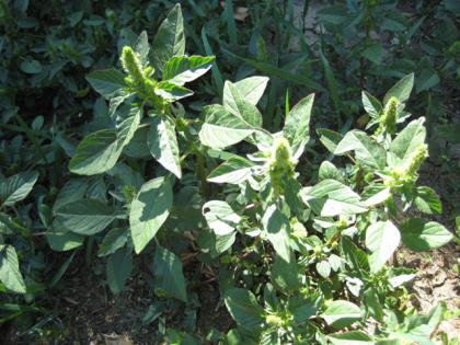  (Amaranth, Red root pigweed)