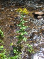 Arrow-Leaved Groundsel