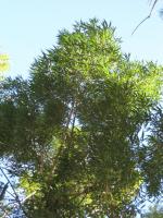 Narrow-leaved Cottonwood