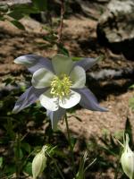 Colorado Columbine, Rocky Mountain Columbine