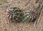 Beehive Cactus, Spiny Star Cactus