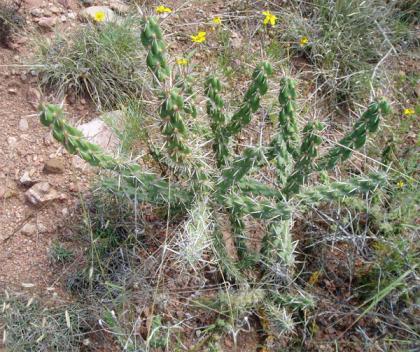  (Cholla, Opuntia acanthocarpa)