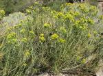 Rabbitbrush