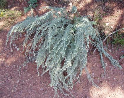  (Dwarf Sagebrush)