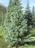 Blue Spruce, Colorado Blue Spruce
