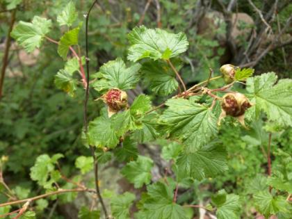  (Thimbleberry)