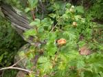 Thimbleberry