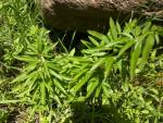 Water Hemlock