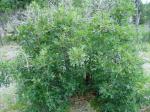 Gambel's Oak, Rocky Mountain White Oak