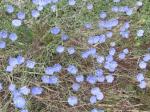 Western Blue Flax