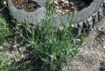 Yellow Salsify, Goat's Beard