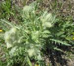 Hookers Thistle, White Thistle