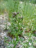 Thistle, Creeping thistle, Canada thistle