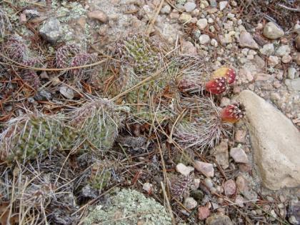  (Plains Prickly Pear, Tuna)