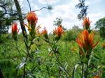 Indian Paintbrush, Paintbrush