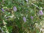 Blue Clematis