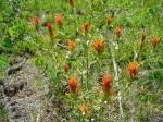 Indian Paintbrush, Paintbrush