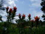 Indian Paintbrush, Paintbrush