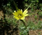 Yellow Salsify, Goat's Beard