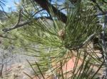 Ponderosa Pine